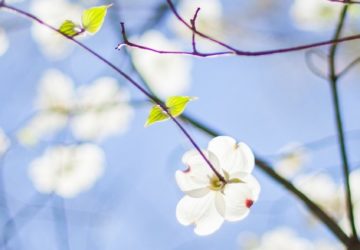 C’est la pleine saison des locations à Rennes